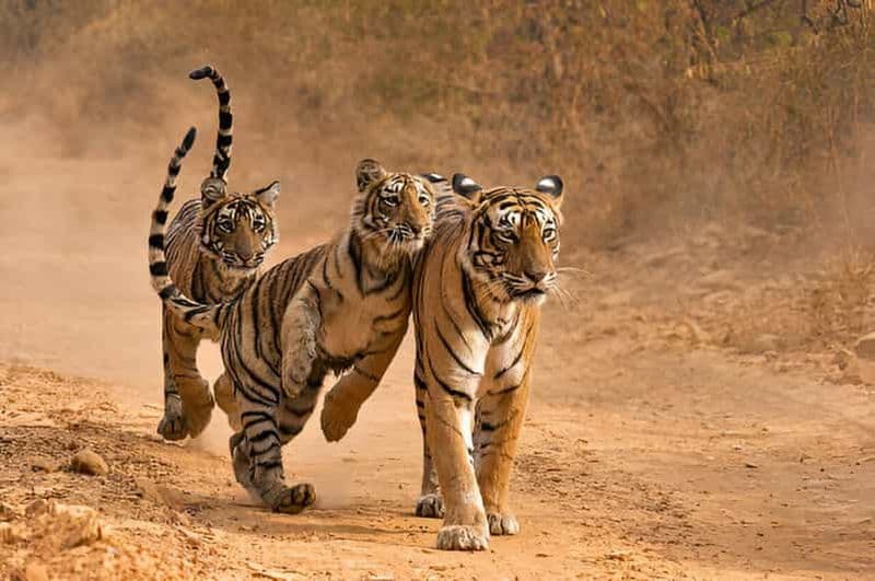 Billet Voyage de plusieurs jours au Triangle d'Or de Delhi-Agra-Jaipur avec safari