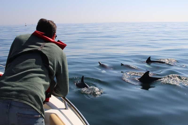 Billet Faro : tour en bateau pour l'observation des dauphins et de la vie marine