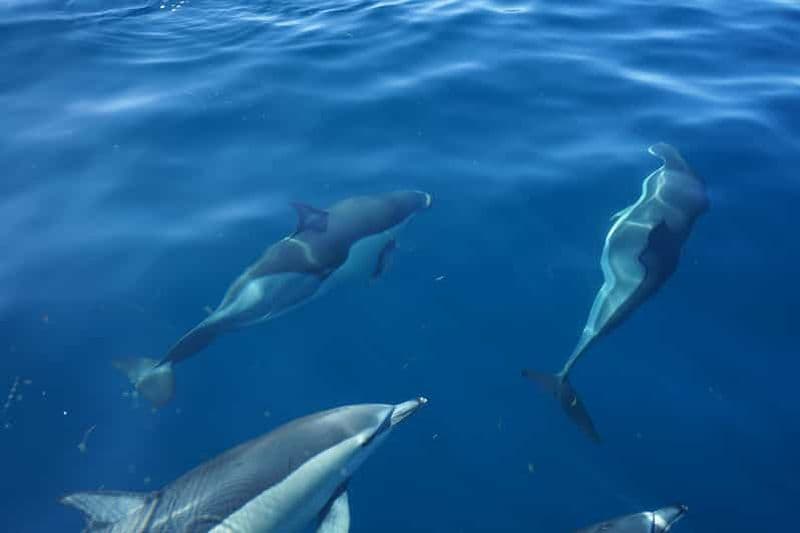 Billet Faro : sortie en bateau pour l'observation des dauphins