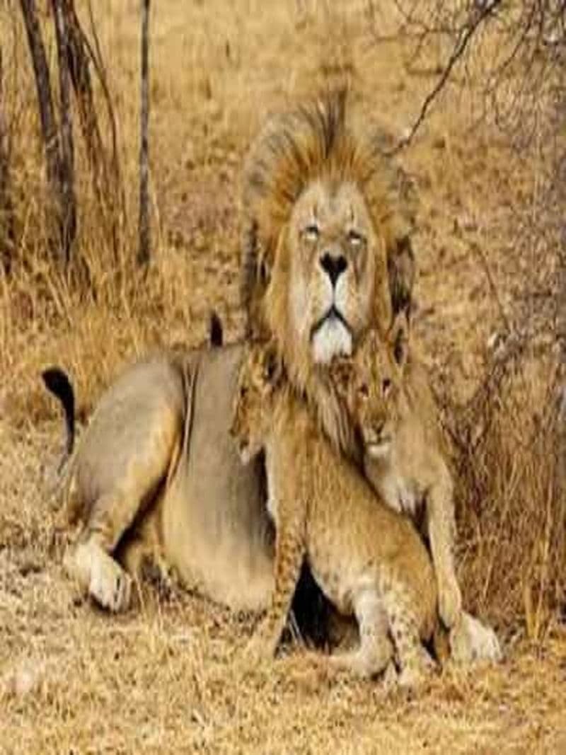 Billet Découvrez 3 jours de Safari Tarangire, Ngorongoro & Lac Manyara