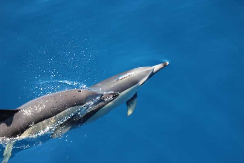Billet Plongée avec des dauphins sauvages | Île de Terceira