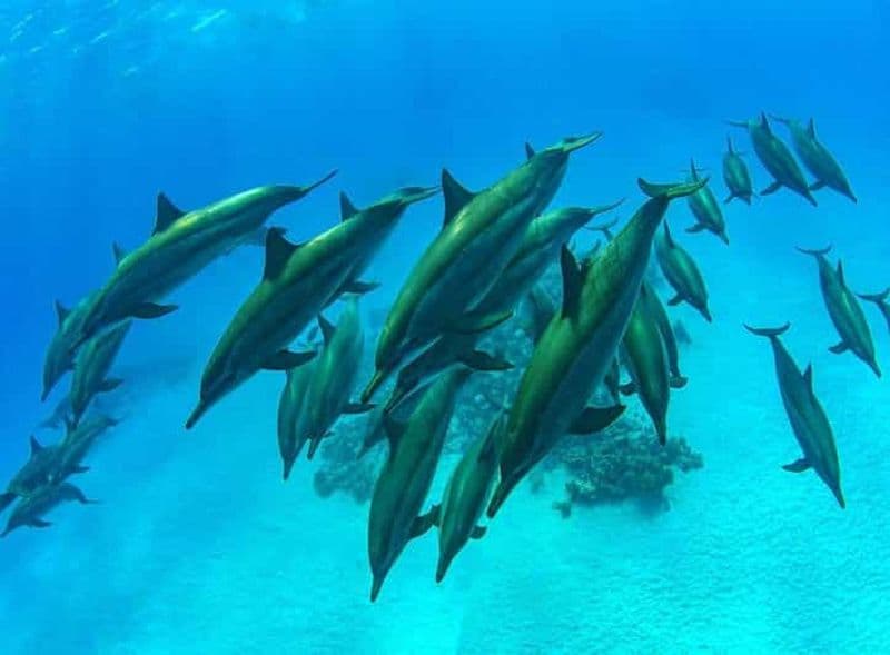 Billet Nager avec les tortues de mer, grotte de Kuza, plage de Paje, déjeuner à The Rock