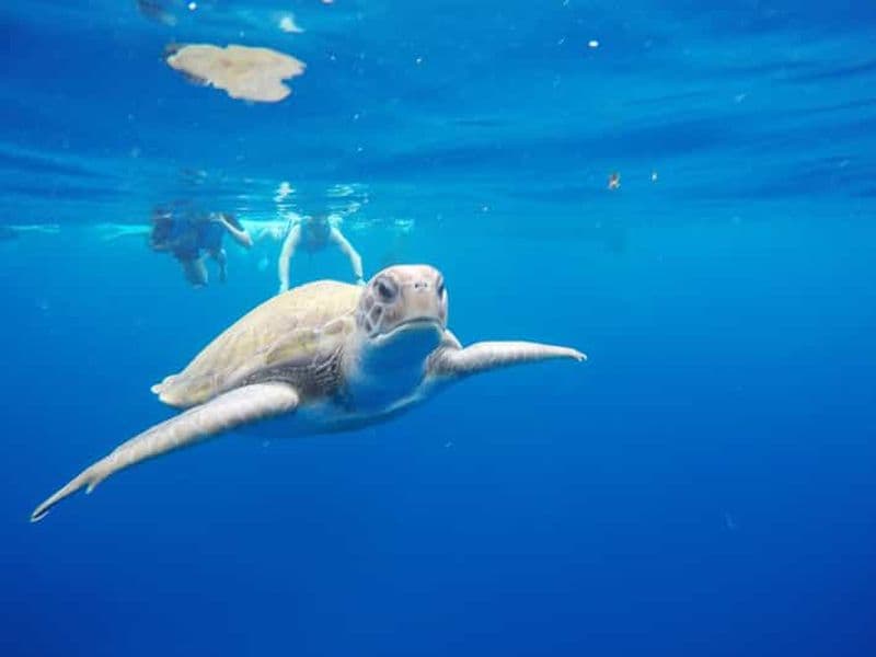 Billet Tenerife : kayak et plongée avec tuba parmi les tortues et les dauphins avec photos
