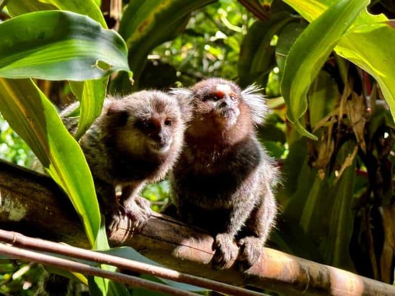Billet Rio : Randonnée dans la forêt de Tijuca, entre cascades et grottes