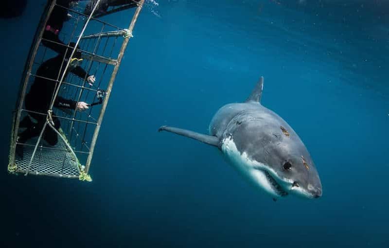 Billet Le Cap : plongée en cage avec les requins, collation et boissons non alcoolisées incluses