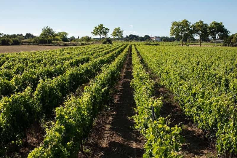 Billet Mèze : Visite guidée du vignoble du Domaine Saint André avec dégustation