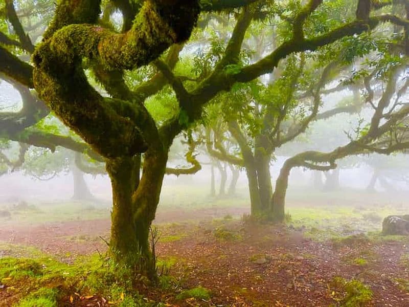 Billet Madère : excursion guidée dans l'ouest de Madère et forêt mystique de Fanal