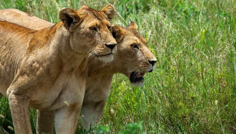 Billet Arusha : safari de 3 jours au lac Manyara, au Ngorongoro et au Tarangire