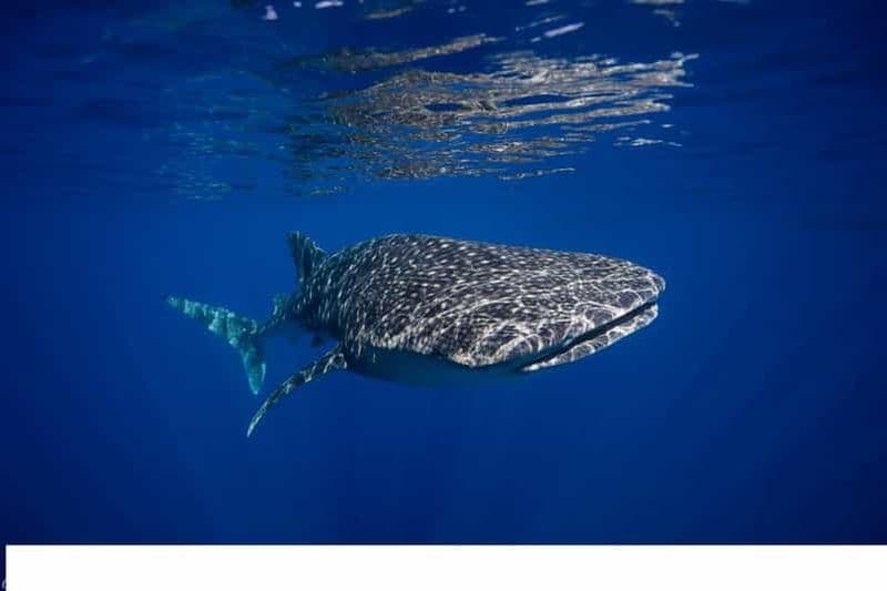 Billet Depuis Nusa Penida : Excursion de plongée à Manta Point et Crystal Bay