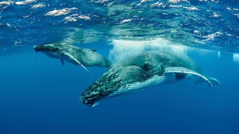 Billet Moorea : Excursion en bateau pour nager avec les baleines