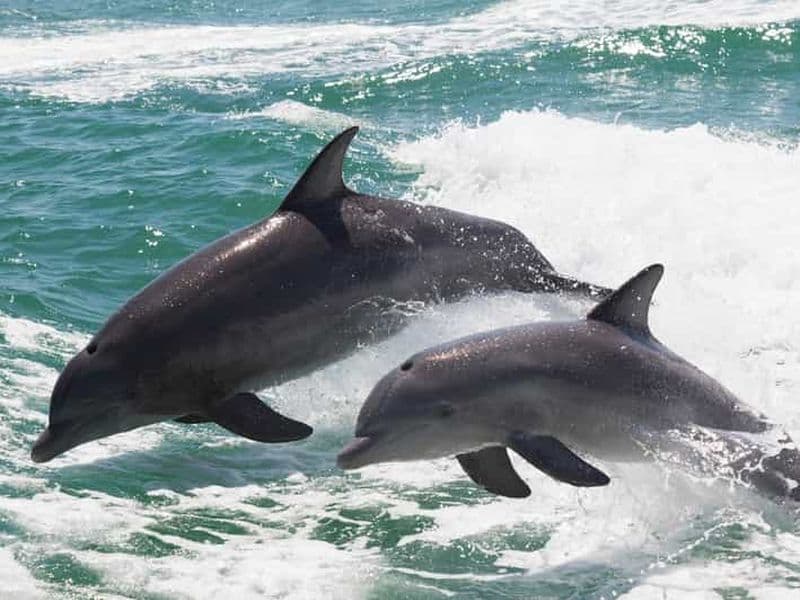 Billet Muscat : Observation des dauphins et plongée en apnée