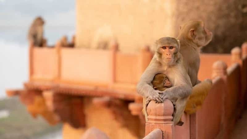 Billet Agra : visite guidée à pied « Safari singe