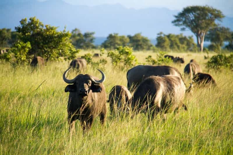 Billet Pangani : Safari dans le parc national de Saadani avec prise en charge à l'hôtel