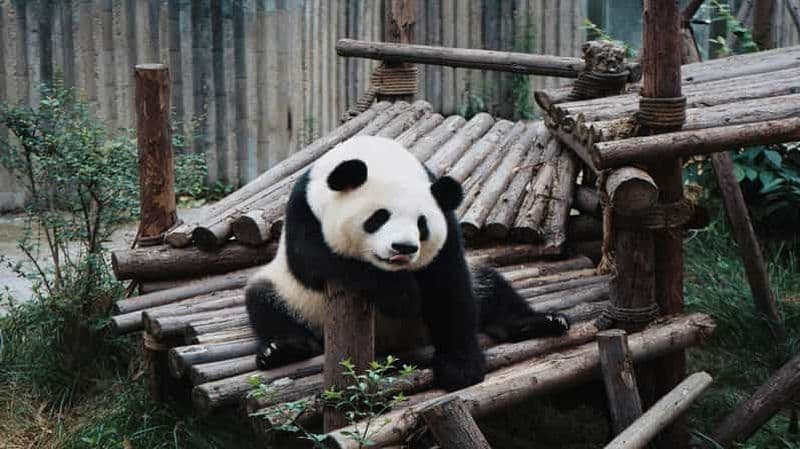 Billet Visite du Centre de Recherche sur les Pandas de Chengdu et du Grand Bouddha de Leshan