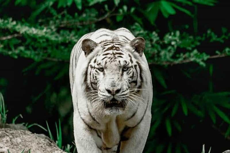 Billet Cebu:Excursion d'une journée au parc d'aventures Cebu Safari