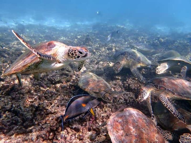 Billet Excursion de snorkeling aux îles Daymaniyat
