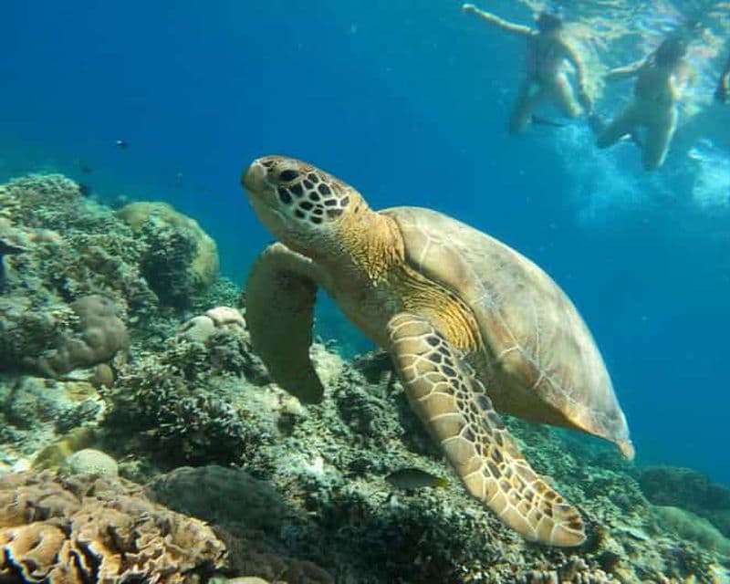 Billet Gili Air : Excursion de Snorkeling Privée et Partagée + Prise de Vue avec une Caméra Gopro