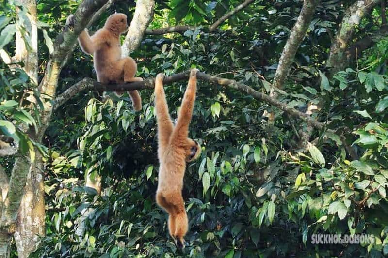 Billet Ninh Binh : randonnée d'une journée dans la jungle de CUC PHUONG en petit groupe