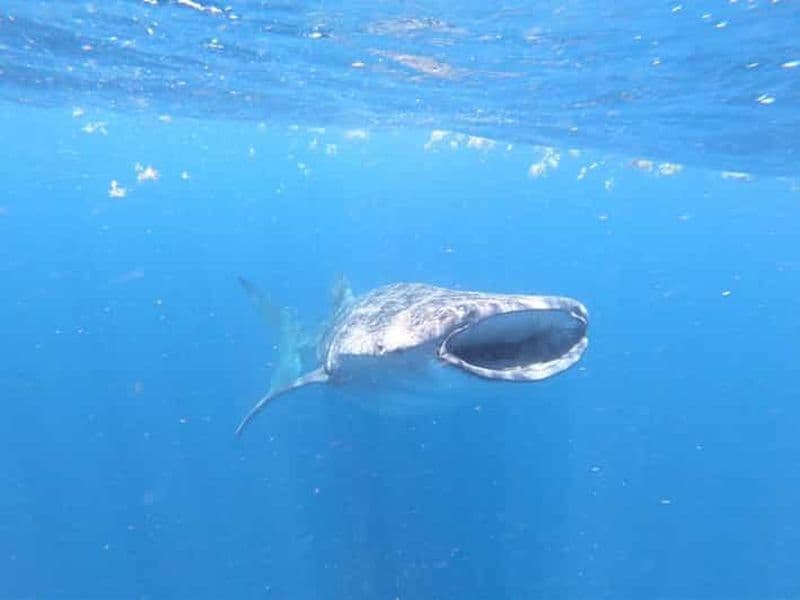 Billet Cancun : Aventure de plongée avec masque et tuba pour les requins-baleines