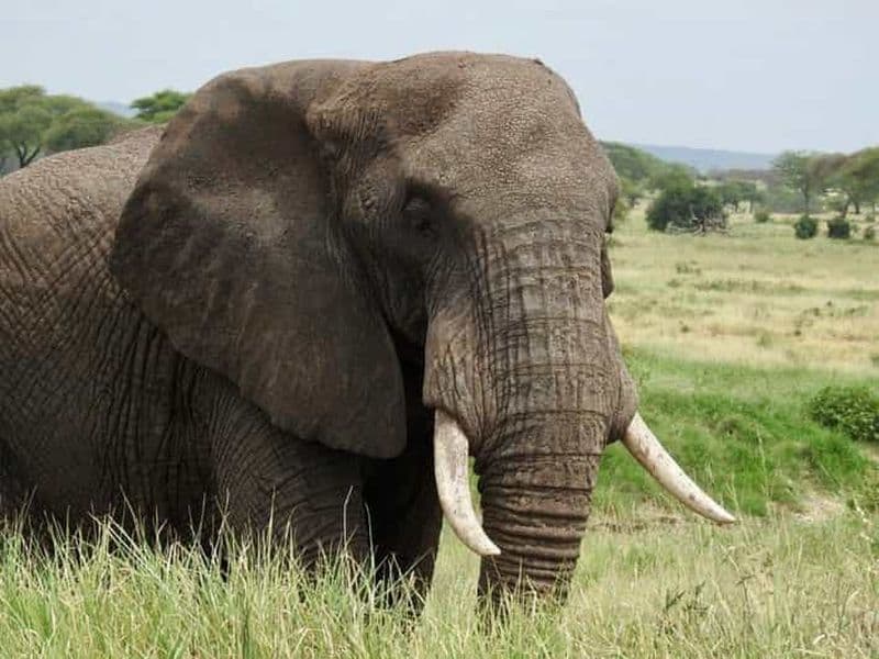 Billet Safari de 6 jours Tarangire, Manyara, Ngorongoro et Serengeti