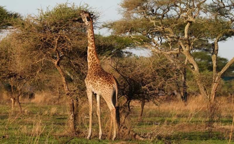 Billet 4 jours de safari en camping pour le groupe Tarangire, Serengeti, Ngorongoro