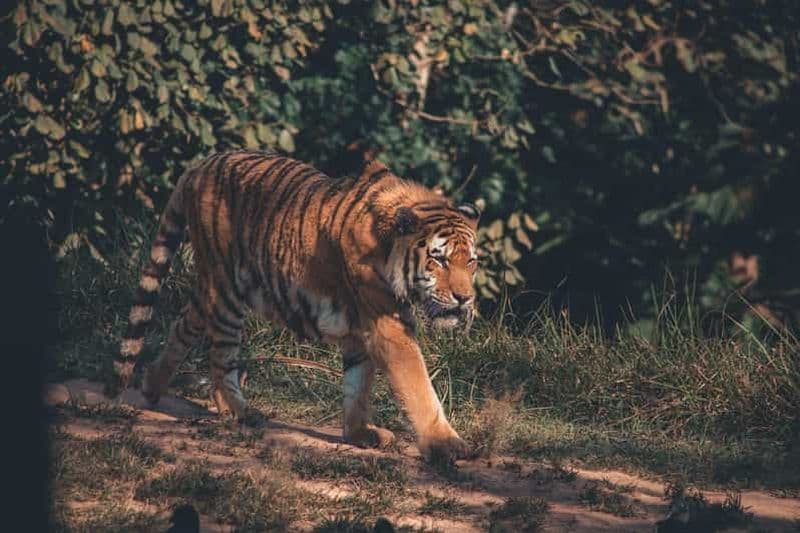 Billet Depuis Delhi : Safari de 2 jours en voiture à la rencontre des tigres de Jim Corbett