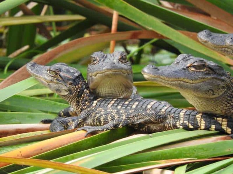 Billet Safari d'une journée dans les Everglades au départ de Fort Lauderdale
