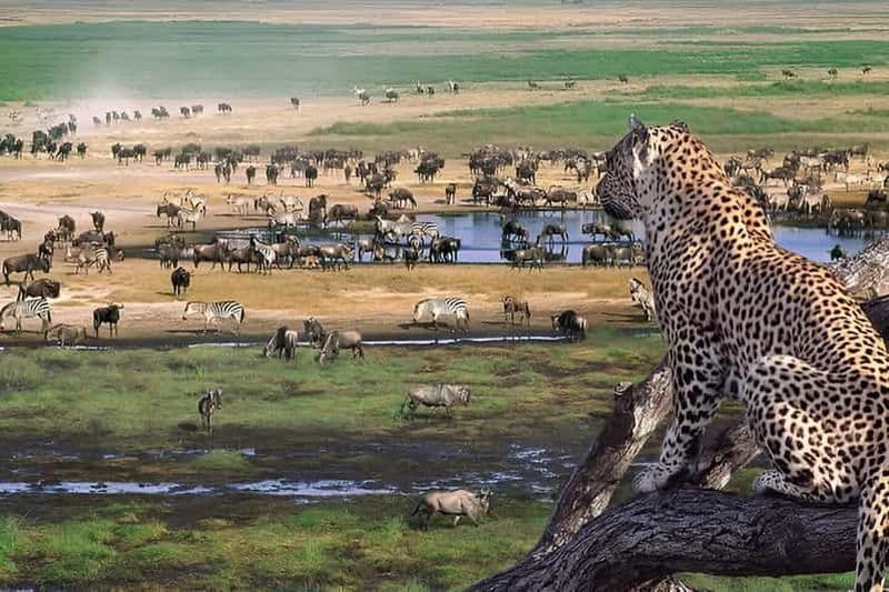 Billet Cratère du Ngorongoro : visite d'une jounée de safari