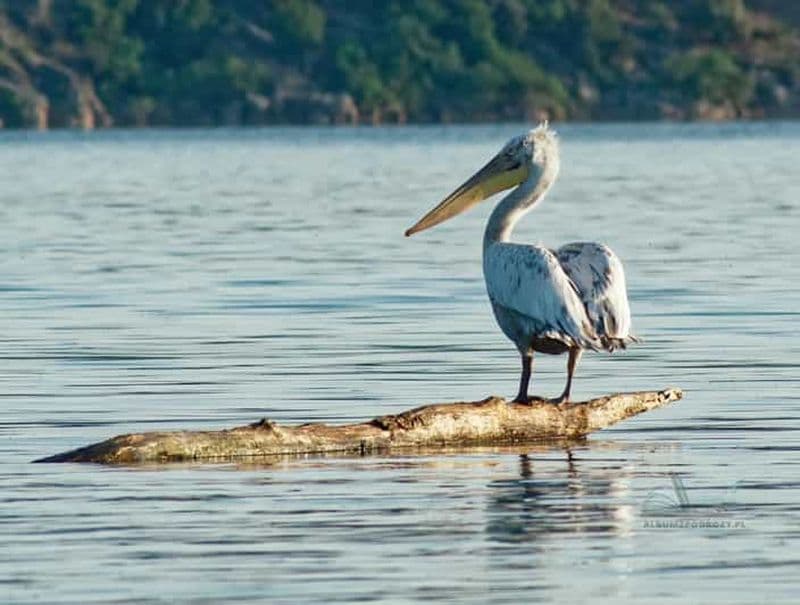 Billet De Bar : Tour en bateau sur le lac de Skadar
