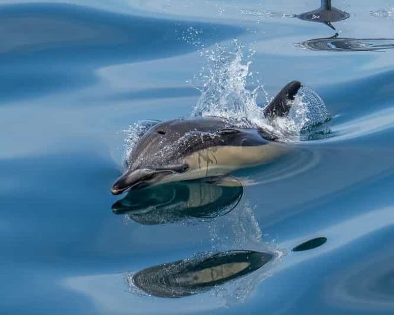 Billet Lisbonne : aventure en bateau à moteur sur le Tage à la découverte de la faune marine