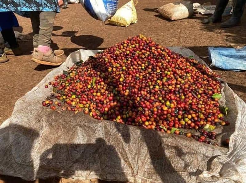 Billet Visite d'une ferme de café, torréfaction et excursion.