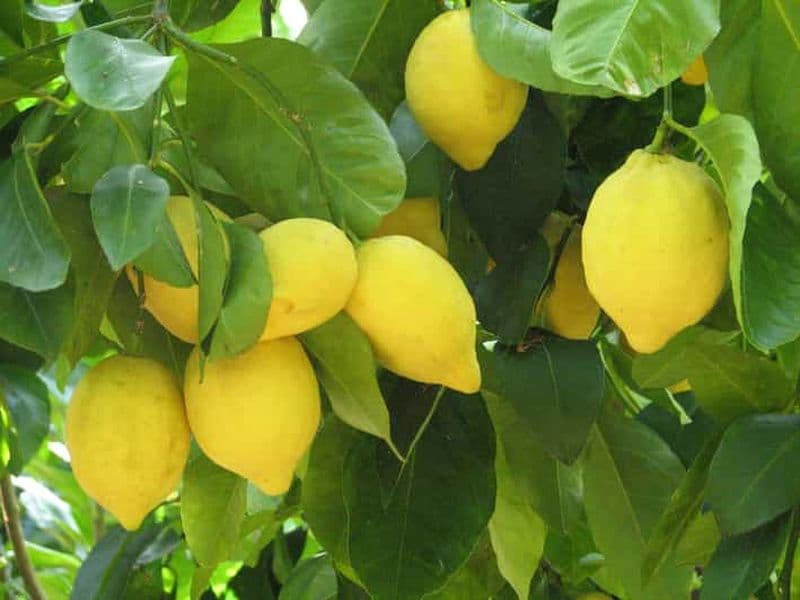 Billet Sorrente : Visite de dégustation de citron, d'huile d'olive et de vin avec déjeuner