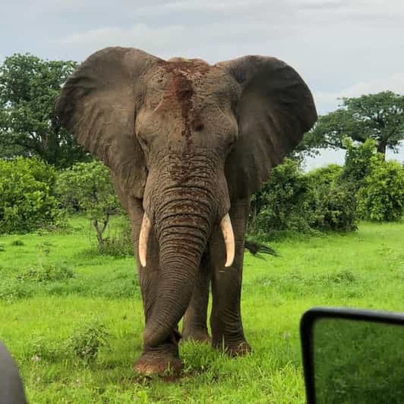 Billet 4 JOURS 3 PARC NATIONAL DE RUAHA.