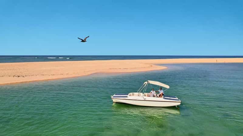 Billet Faro : excursion écologique en tour en bateau pour observer les oiseaux dans la Ria Formosa