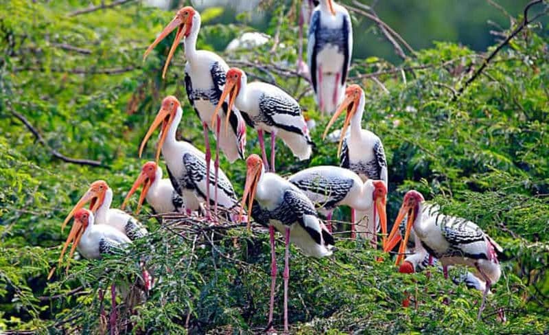 Billet Excursion d'une journée au Sanctuaire d'oiseaux de Keoladeo depuis Jaipur via Chand Baori