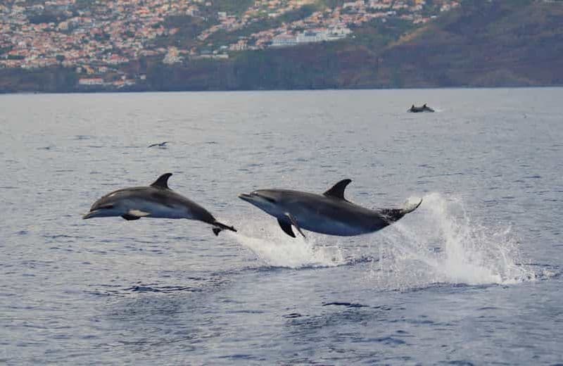 Billet Funchal : Garantie d'observation des dauphins sauvages et des baleines en bateau pneumatique