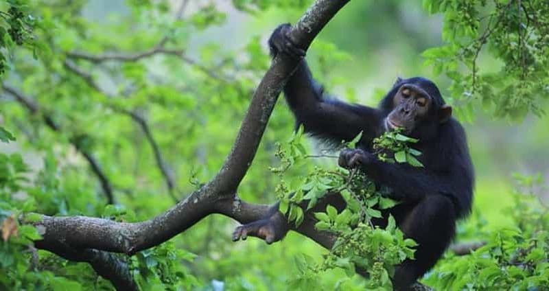 Billet Gombe et Maharley ; meilleur circuit de 7 jours dans le sanctuaire des chimpanzés