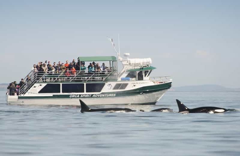 Billet Au départ de Victoria : excursion d'observation des baleines à bord d'un bateau couvert