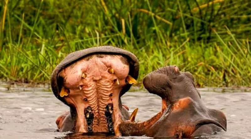 Billet Schotia Safaris : Les meilleures rencontres avec la faune à Port Elizabeth