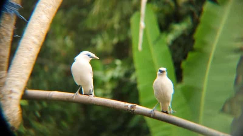 Billet Au départ d'Ubud : visite guidée du village de Tengkudak avec observation des oiseaux