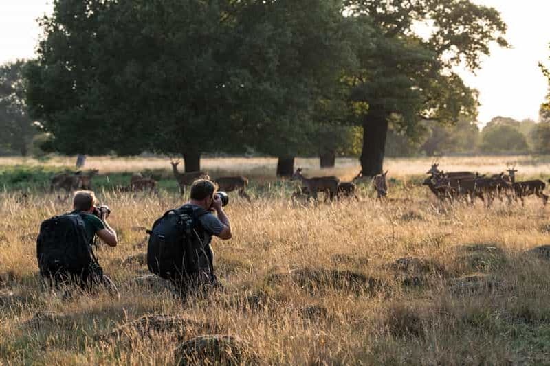 Billet Richmond Park, Londres : Atelier de photographie de la faune et de la flore au coucher du soleil