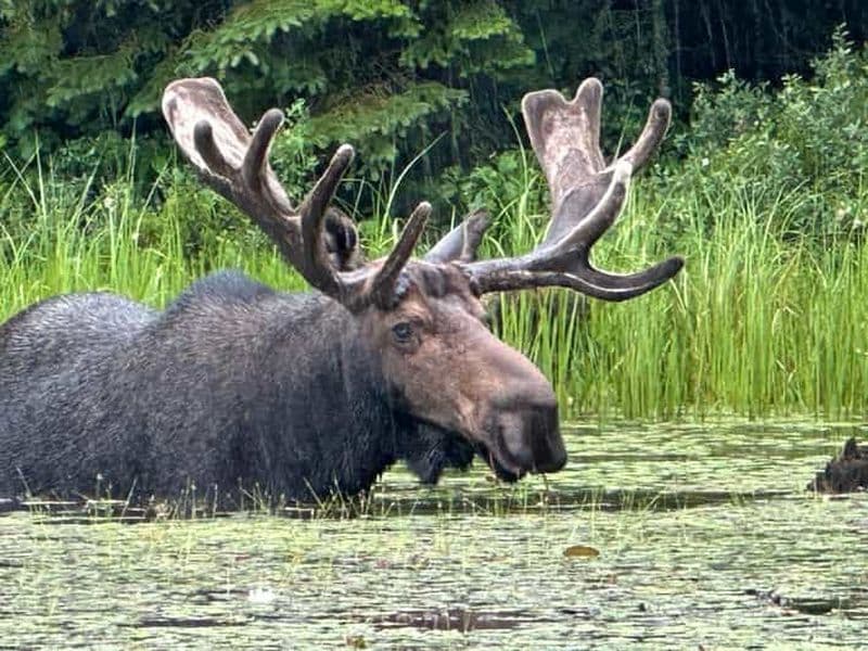Billet Parc Algonquin : excursion de luxe de 4 jours/3 nuits en canoë et camping