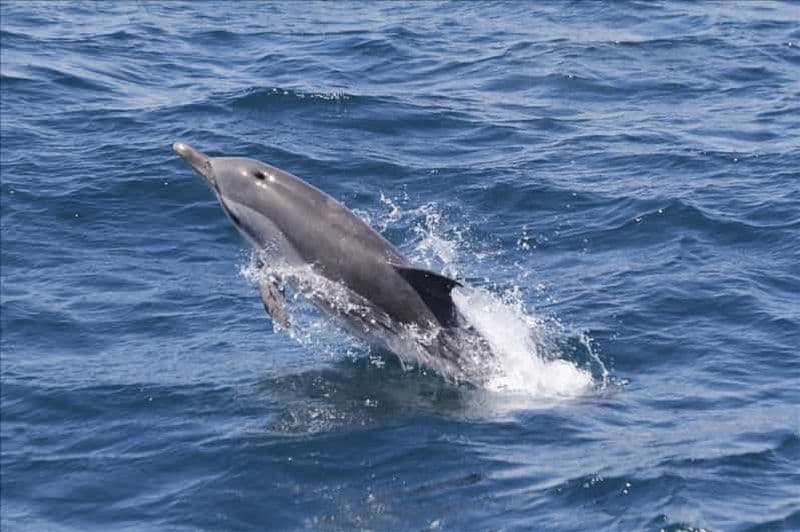 Billet Excursion d'une journée à Séville pour observer les dauphins de Gibraltar
