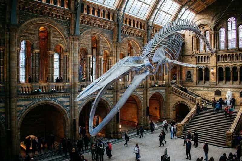 Billet Londres : Musée d'histoire naturelle Entrée réservée et visite audio