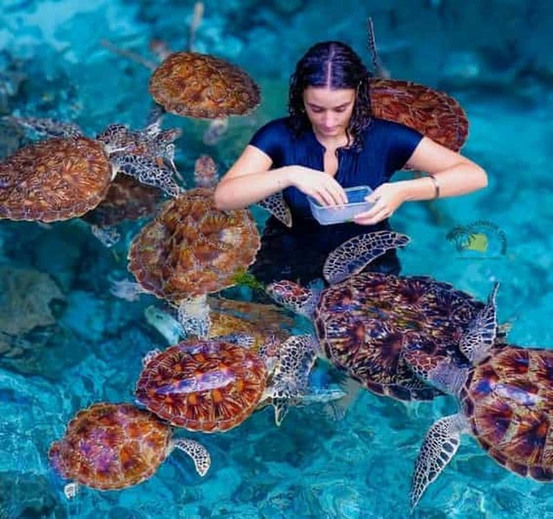 Billet Zanzibar : forêt de Jozani et grotte de Salaam, excursion pour observer les tortues de mer
