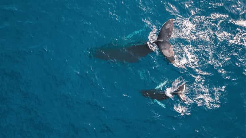 Billet Kaikoura : vol avec commentaires pour l'observation des baleines