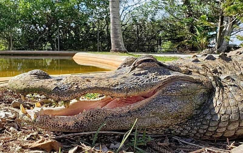 Billet Miami : visite originale en hydroglisseur des Everglades et zone d'interprétation