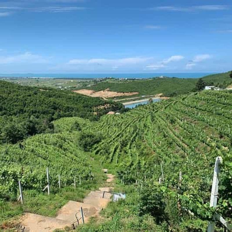 Billet Dégustation de vins, visite facultative des vignobles et balades en kayak.