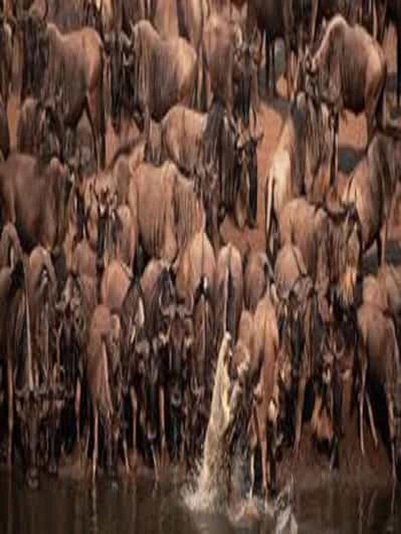 Billet Safari de 3 jours au Serengeti et au cratère du Ngorongoro