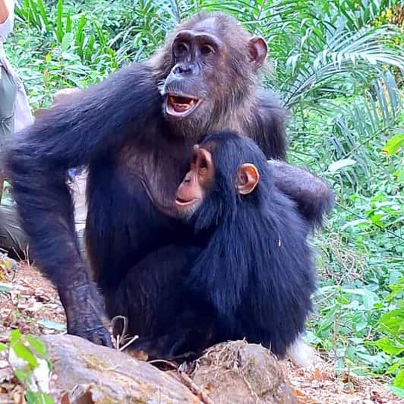 Billet Randonnée de 3 jours à la découverte des chimpanzés de Gombe, kayak et visite de la ville